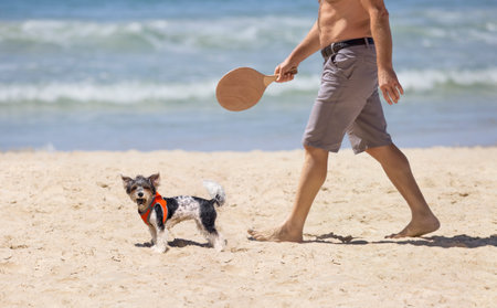 A cheerful little white and black dog with a ball in her teeth. The matcot game. Active leisure on the beachの写真素材