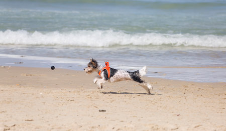 A small white and black dog in a jump for the ball. Active dogs. Playful dogs. Leisure on the beachの写真素材