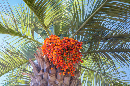 A bunch of orange dates on a palm tree against a blue sky. Butia.の写真素材