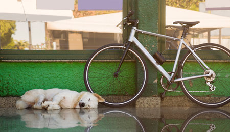 A happy white dog sleeps sweetly against a green wall next to a bicycleの写真素材