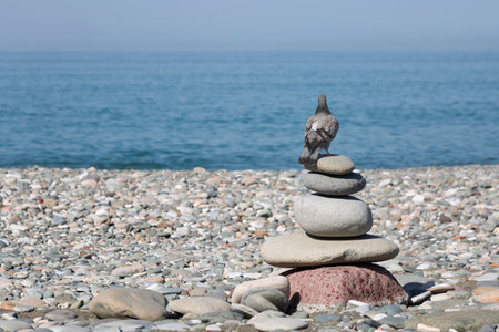 A pigeon standing on top of a pyramid of stones on a pebble beach. Copy spaceの写真素材