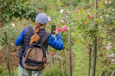 A woman with a backpack on her back takes pictures of a rose growing on a bush in a rose gardenの写真素材