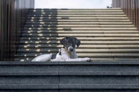 A black and white dog lies on the stone steps of the city stairsの写真素材