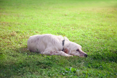A white setter lies on the green grass in the shade and looks at the camera. Close-upの写真素材