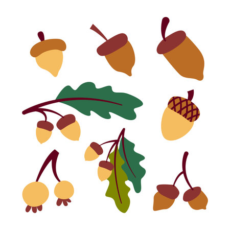 Illustration of various oak nut  acorns set. Isolated on white background. Elements for autumn needsのイラスト素材