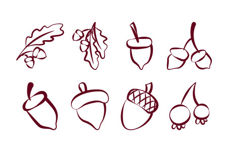 Lineart of various oak nut  acorns set. Isolated on white background. Elements for autumn needsのイラスト素材