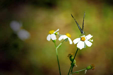 Butterfly  on the flower in a field.の写真素材
