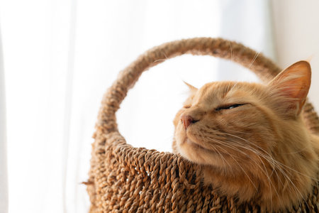 Cute cat sleeping by the windowの写真素材