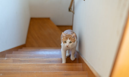 Cat climbing stairsの写真素材
