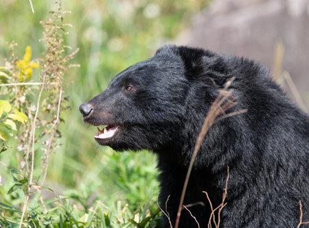 Cute Asiatic Black Bearの写真素材