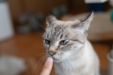 Cat sniffing finger tabby catの写真素材