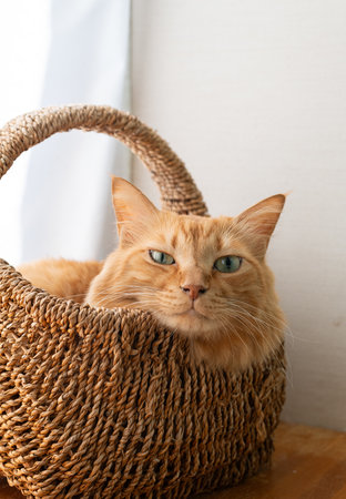 Cat Brown tabby catの写真素材