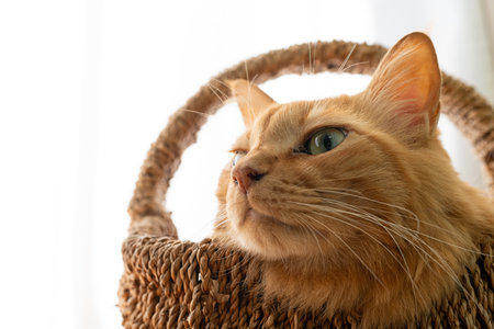 Cat Brown tabby catの写真素材