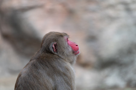 Staring Japanese monkey