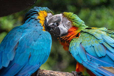 Two macaws grooming themselves