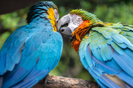 Two macaws grooming themselves