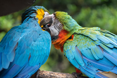 Two macaws grooming themselves