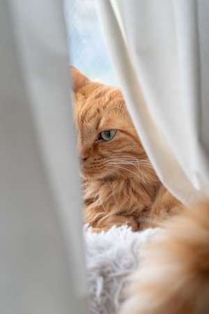 Cat seen through the gap in the curtains
