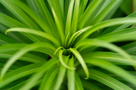 Green leavesの写真素材