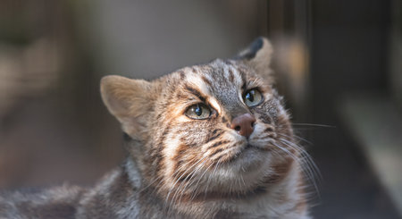 Tsushima wildcatの写真素材