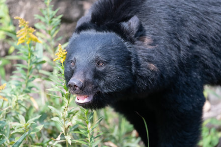 Walking Asiatic Black Bear
