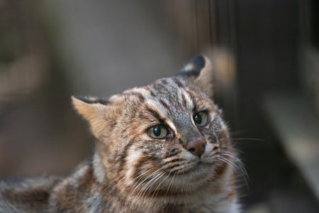 Tsushima wildcatの写真素材