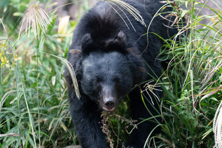 Walking Asiatic Black Bear