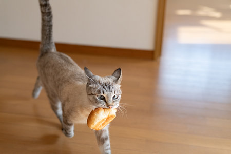 Cat walking with bread in mouth Siamese tabby catの写真素材
