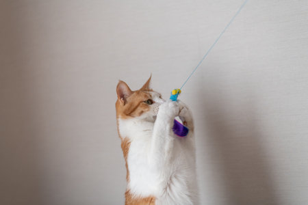 Cat playing with a toy