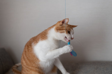 Cat playing with a toy Brown tabby whiteの写真素材