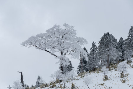 Snowy scenery of Fujimidai Plateauの写真素材