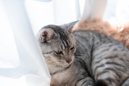 Relaxing catの写真素材