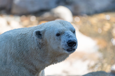 Staring Polar Bearの写真素材