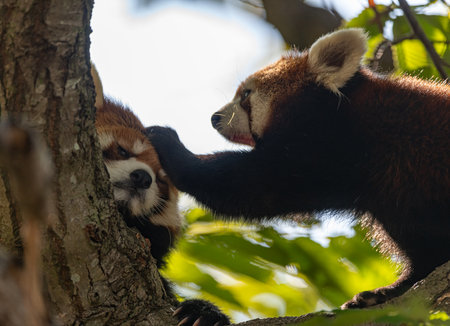 Two red pandas relaxing on a treeの写真素材
