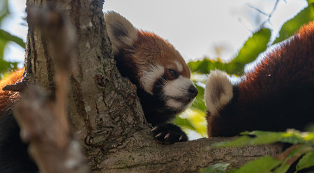 Two red pandas relaxing on a treeの写真素材