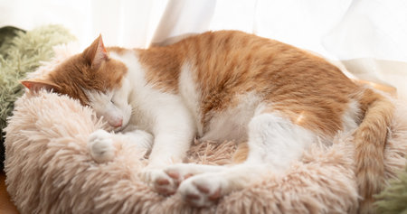 Cute cat sleeping by the windowの写真素材