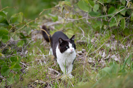 Cute cat peeking out from the grass