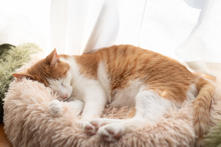 Cute cat sleeping by the windowの写真素材
