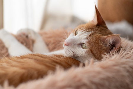 Cat relaxing by the window, brown tabby and whiteの写真素材