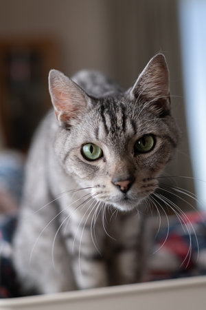 Staring Cat, Brown Tabby Catの写真素材