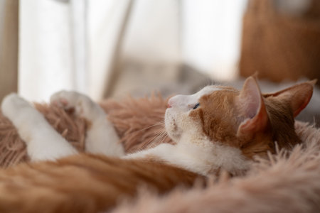 Cat relaxing by the window, brown tabby and whiteの写真素材