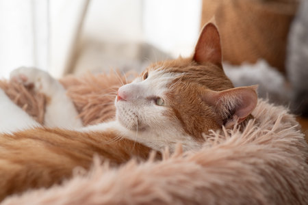 Cat relaxing by the window, brown tabby and whiteの写真素材