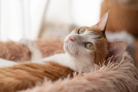 Cat relaxing by the windowの写真素材