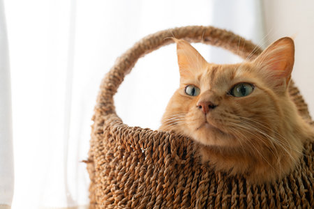Cat in a basket Brown tabby catの写真素材
