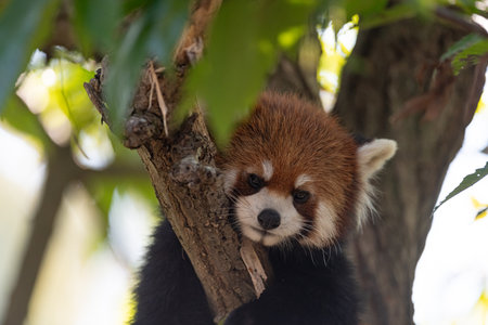 A red panda relaxing on a treeの写真素材