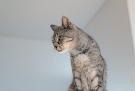 Cute cat relaxing in a high place. Tabby cat
