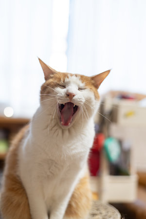 Yawning cute cat brown tabby whiteの写真素材