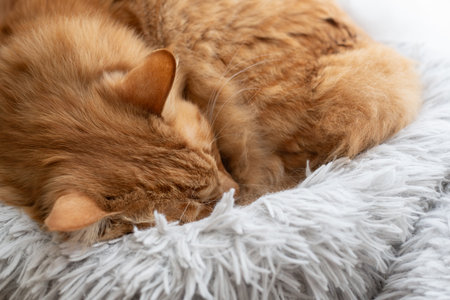 Cute cat sleeping by the window Brown tabby catの写真素材