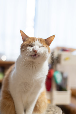 Yawning cute cat brown tabby whiteの写真素材