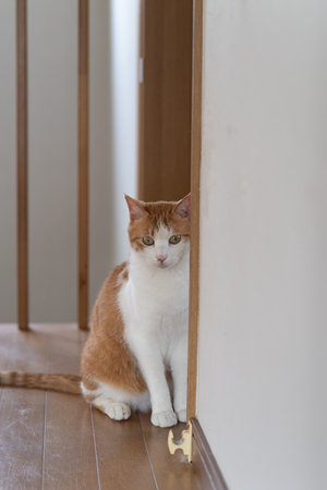 Cat peeking through the gap in the door, brown tabby and whiteの写真素材